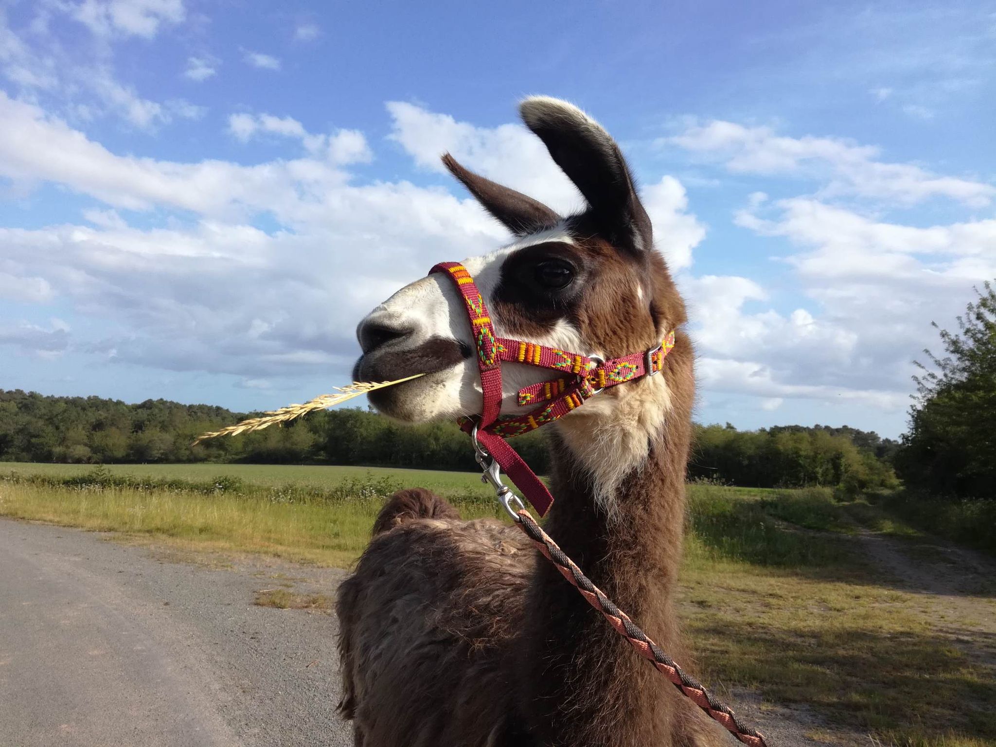 a la rencontre des lamas