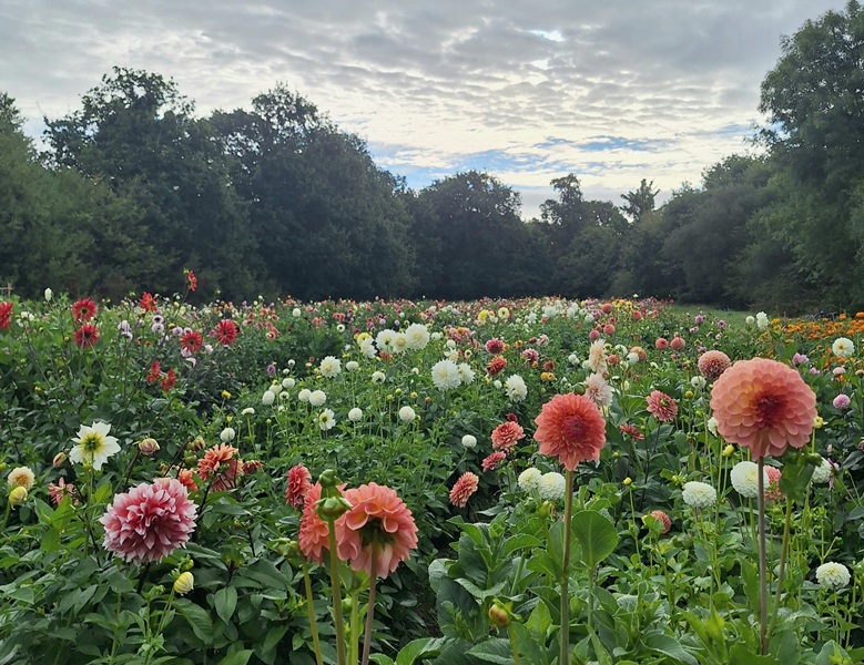 © EARL Les Pouces Verts