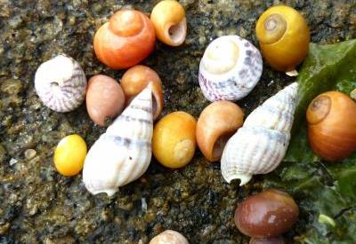 Découverte de l'estran : les petits animaux du bord de mer