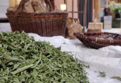 Visite de jardin de plantes aromatiques et médicinales - Plogastel St Germain