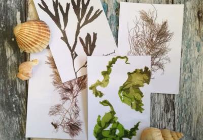 Algues & atelier créatif  - @ Escapade Glaz Bretagne  