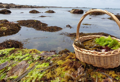 Algues Cuisine Végétarienne et Cosmétique - @Escapade Glaz