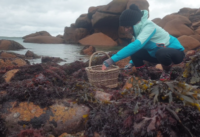 Algues ceuillette - atelier cuisine  @ escapade glaz 