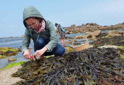 Algues et cosmétiques aux Algues - @Escapade Glaz