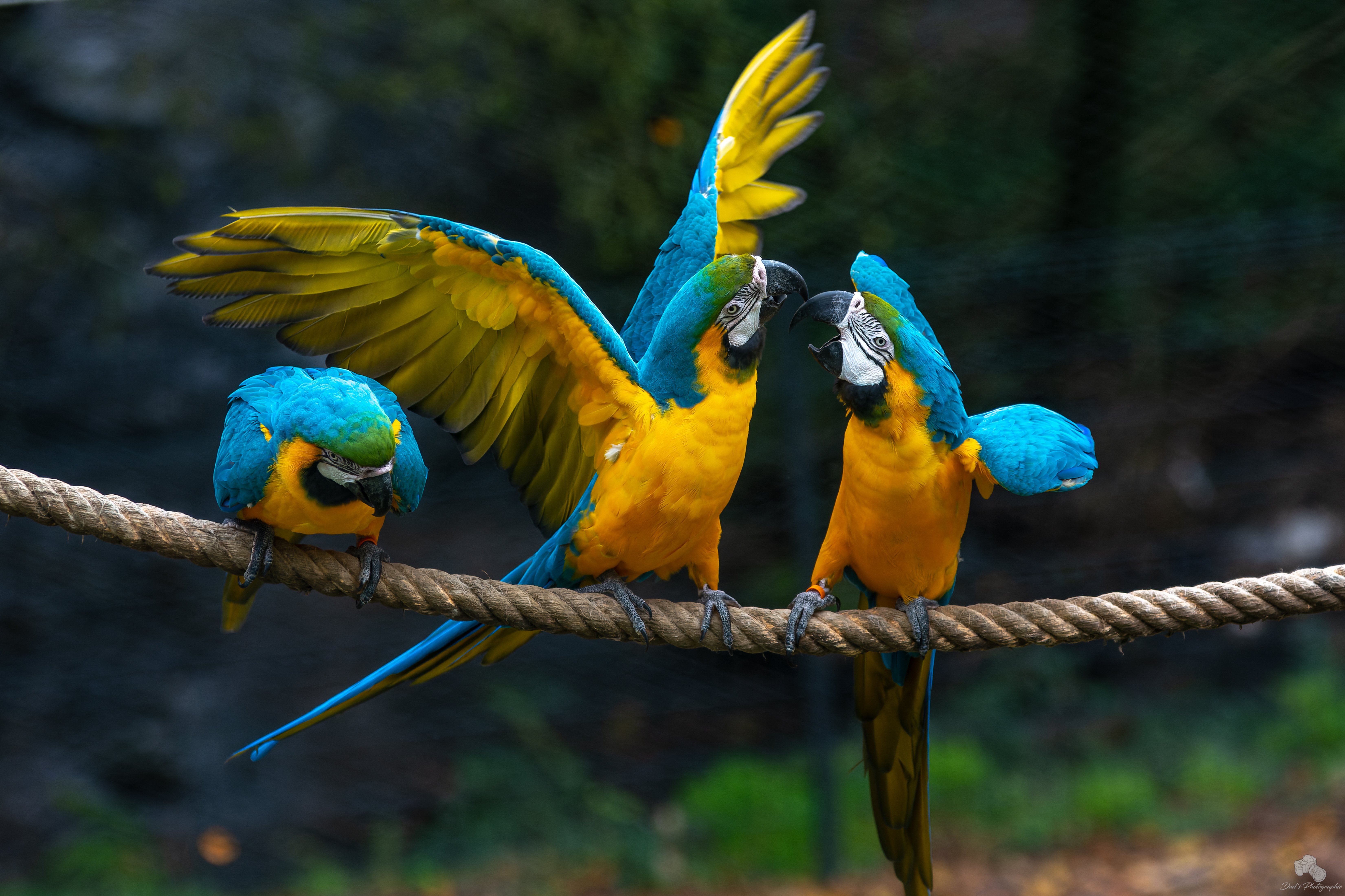 _Crédit Julien Dujardin
