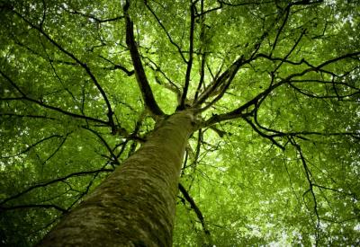 Arbre en forêt de Villecartier