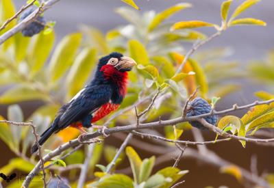 Barbican àpoitrine rouge light-2380
