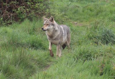 Cap-a-Loup-Est-MenezMeur-FlavieLastennet-1536x1055