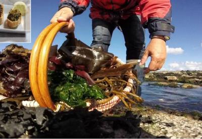 DETENTE-ORGIN-ALGUES