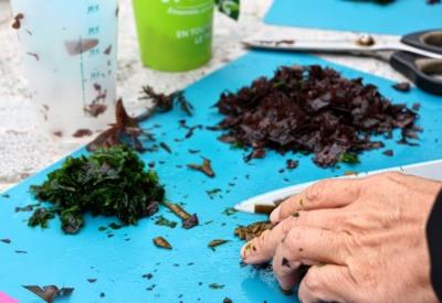 Détente Origin’algues2