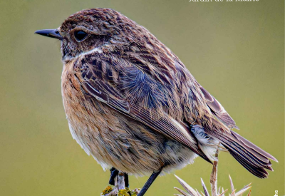 EXPOSISTION D. TROUCHE - 1