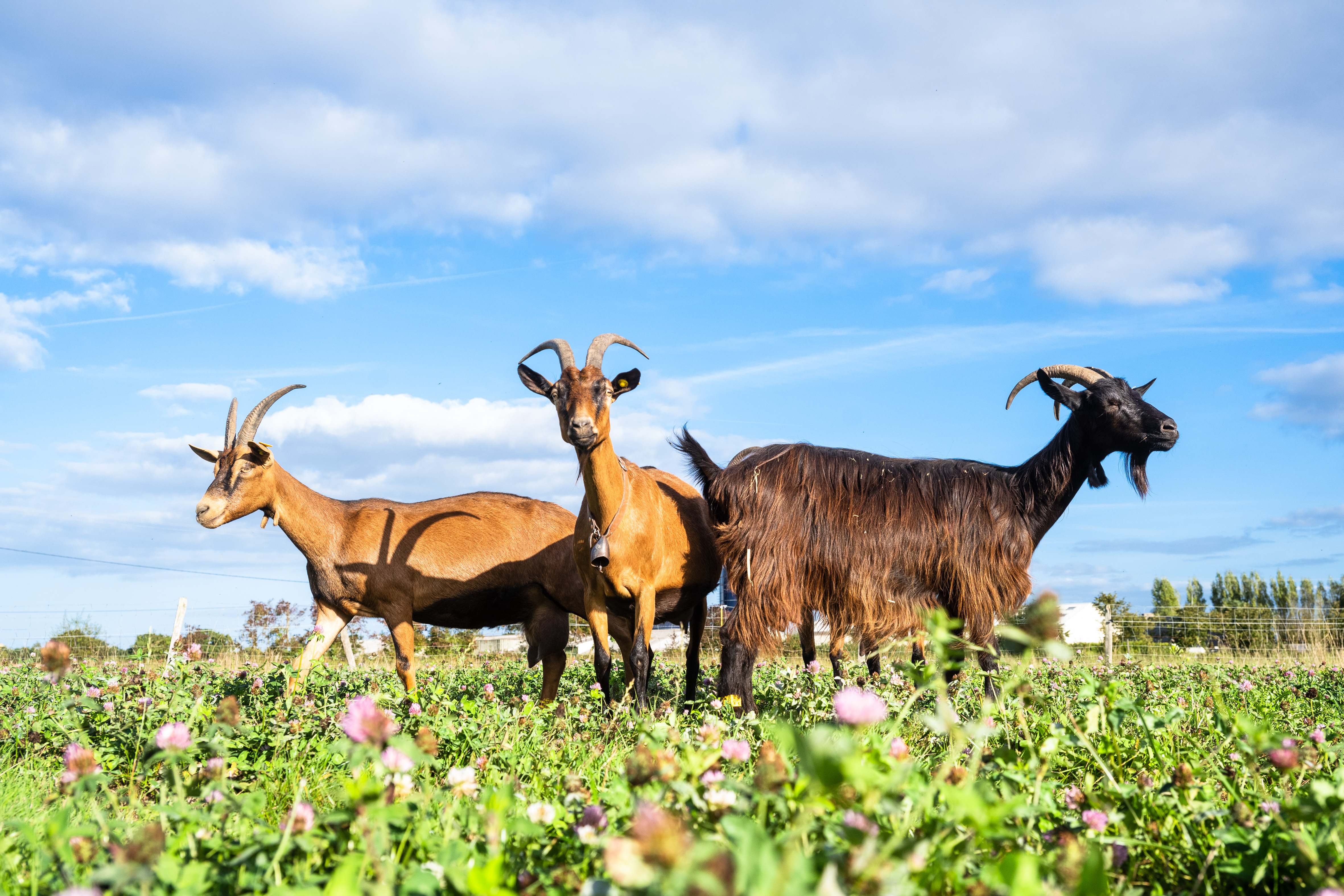 Visuel non libre de droit - JOEL BELLEC Chèvrerie de Kerdibique