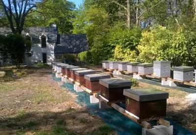 GAS-Lesruchesdarmalia-3