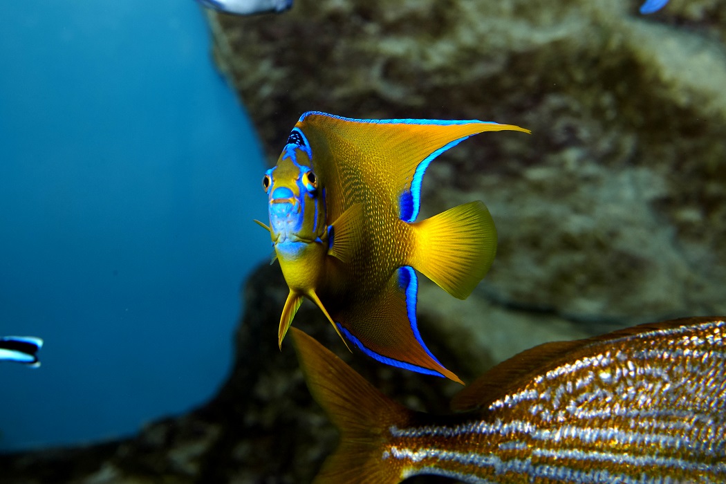 Copyright: Stevens Fremont