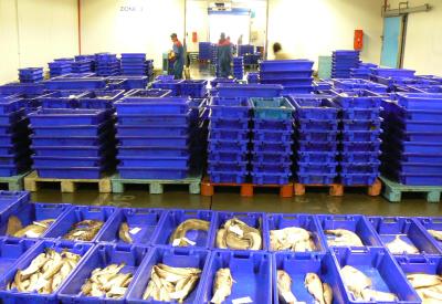 Les bacs à poissons de la criée d'Erquy