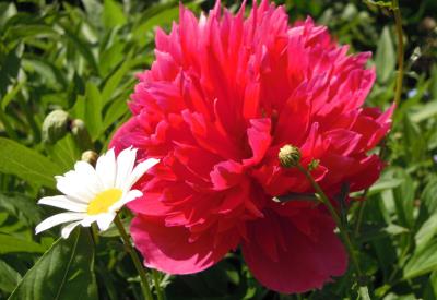 Hygitao Edelweiss 29