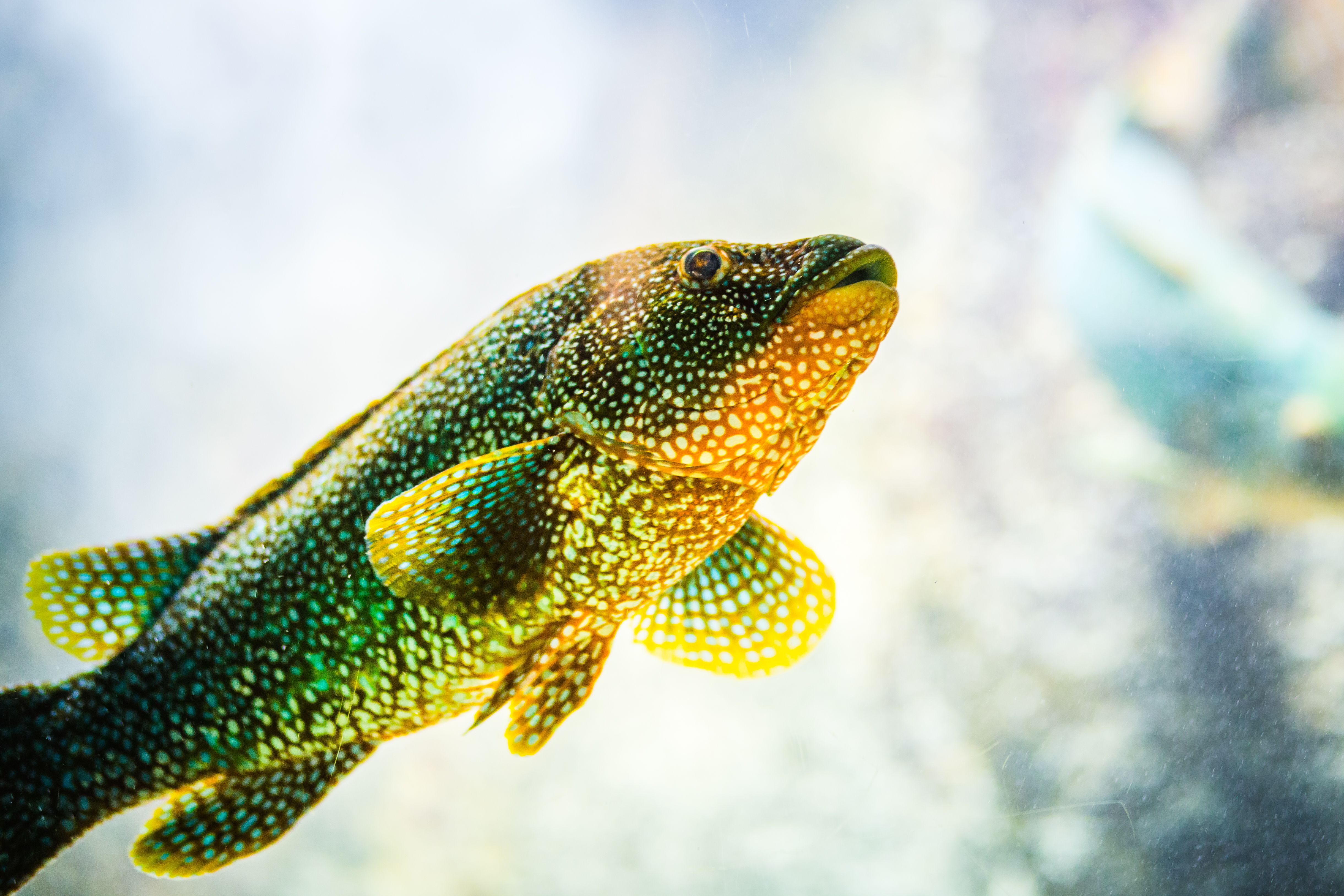 L'Oeil de Paco - Aquarium de Trégastel - LTC (116)