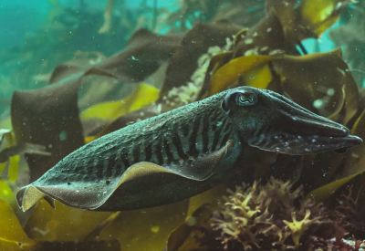 Petite seiche au milieu des laminaires