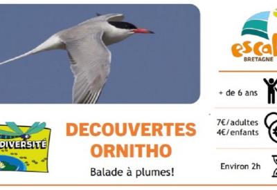 Ornitho
