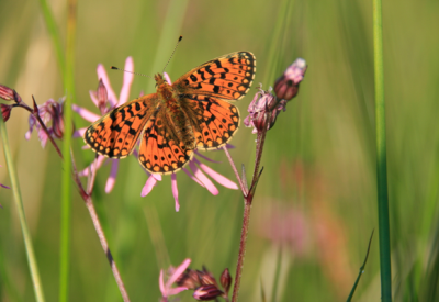 Papillons, libellules et compagnie EHolder (1)