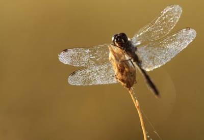 Papillons, libellules et compagnie EHolder (2)