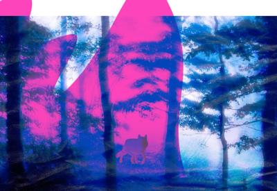 Se-souvenir-des-loups-800x480