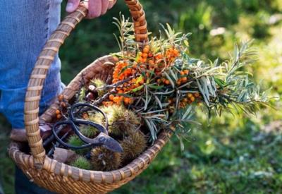 Plantes sauvages et cuisine - Suivez le druide
