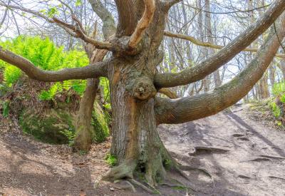 Vallée Traouiëro - Visite Guidée Bretagne -  @ escapade glaz  (5)