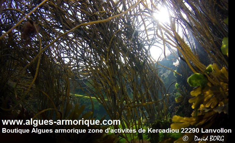 Visuel non libre de droit  - ©Office de tourisme Falaises d'Armor