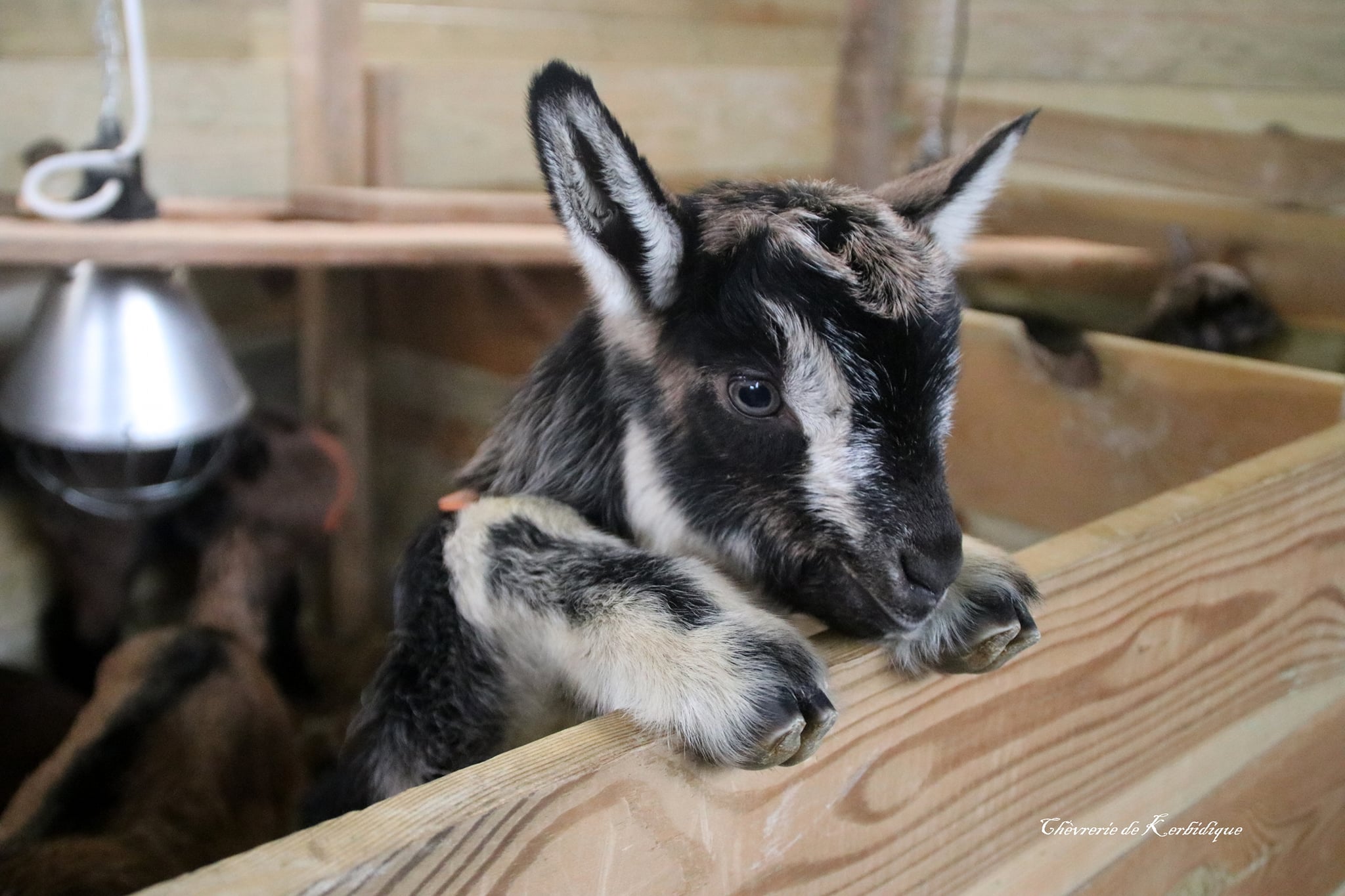 Visuel non libre de droit - Chèvrerie de Kerdibique