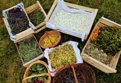 Formation phytothérapie 12 mois - 10 séances à Auray