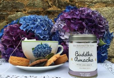 infusion-hortensias-TS--HHB