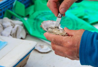 coquilles St Jacques