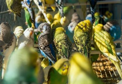 Expo oiseaux - Plonéour-Lanvern - Pays bigouden - Bigoudenjoy