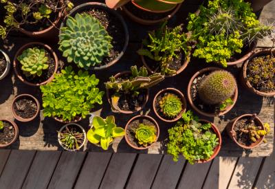 Marché aux plantes - Penmarc'h - Pays bigouden - Bigoudenjoy