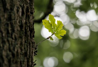 A la rencontre des arbres
