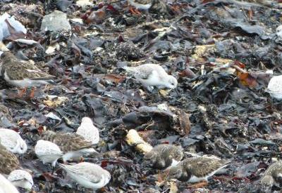 Découverte de l'estran : les petits animaux du bord de mer