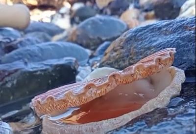 Monsieur jean découverte estran