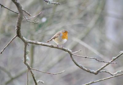 Balade « À la découverte des chants d’oiseaux »