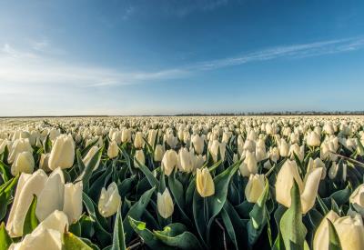 Fête des fleurs - Plomeur - Pays bigouden