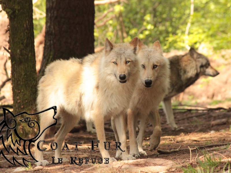 Refuge des loups de Coar-Fur, Lescouët-Gouarec