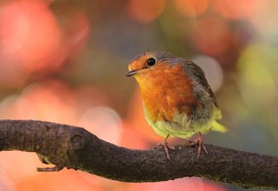 Balade - nature  - oiseaux - jardin - Josselin - Destination - Brocéliande